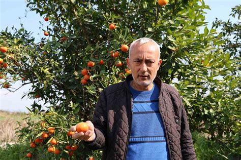 Adanada para etmeyen narenciye bahçede kaldı İhlas Haber Ajansı
